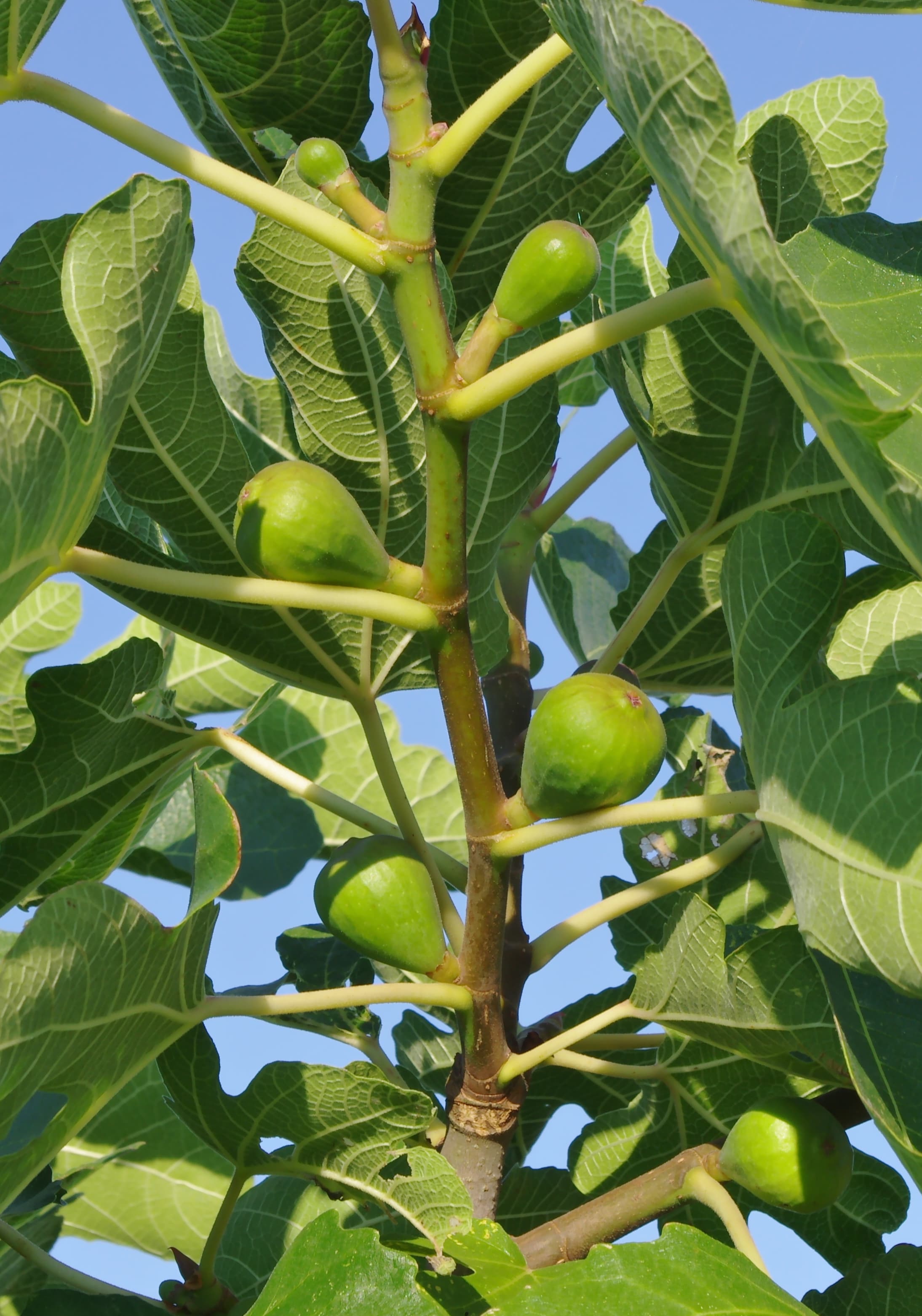 Um pé de figo com folhas e frutos num jardim.